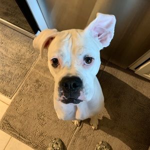 Meet your Posher, Lilly